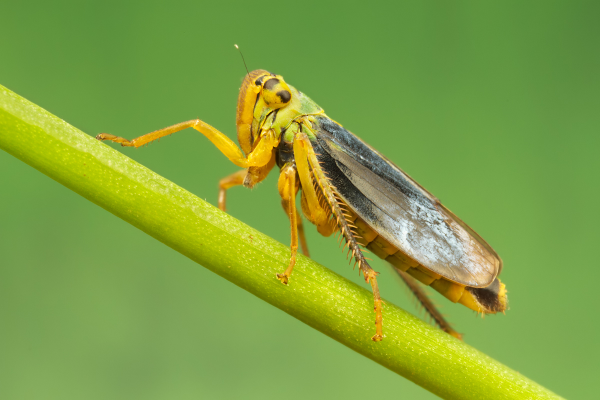 Leafhopper - Cicadella viridis (male)